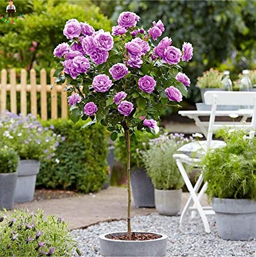 200pcs Genuine Osiria Rose Tree Bonsai Fresh Rare Rosa Chinese Dendroidal Rose Flower Outdoor Tree Bonsai - (Color: Burgundy)