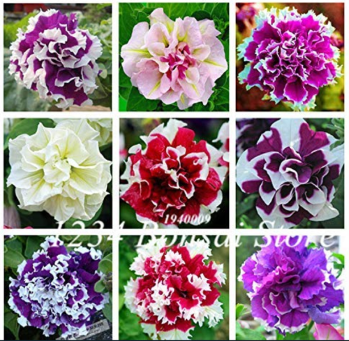 100 pcs/Bag Mixed Color Flower Petunia Bonsai Exotic Bonsai Flowers Hanging Petunia Petals Flower Flores Garden Petunia Plants - (Color: Mixed)