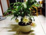 100 Pcs Epiphyllum Anguliger Fishbone Succulent Zig Zag Cactus Hanging Plant Rare Potted Plant Double Petals Bonsai Flowers