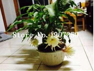 100 Pcs Epiphyllum Anguliger Fishbone Succulent Zig Zag Cactus Hanging Plant Rare Potted Plant Double Petals Bonsai Flowers