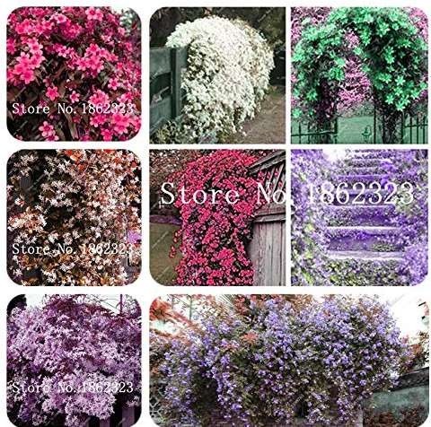50 Pcs Rare Climbing Plants Bonsai Jasmine Flower Amazing Smell & Beautiful Fragrant Flowers Perennial Plant DIY Home Garden - (Color: Mixed)