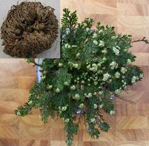 RESURRECTION PLANT Live! Rose of Jericho Dinosaur Fern Miracle Air Prehistoric