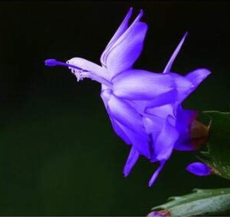 20pcs/Bag Beautiful Zygocactus Truncatus,schlumbergera Plants Easy to Grow Indoor Potted Plants