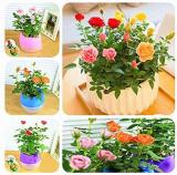 Mini Rose Bonsai Miniature Rose Bonsai A Little Cute Plants for Miniature Garden Plant Potted Gift Flower Plant 100 Pcs/Bag - (Color: Mix)