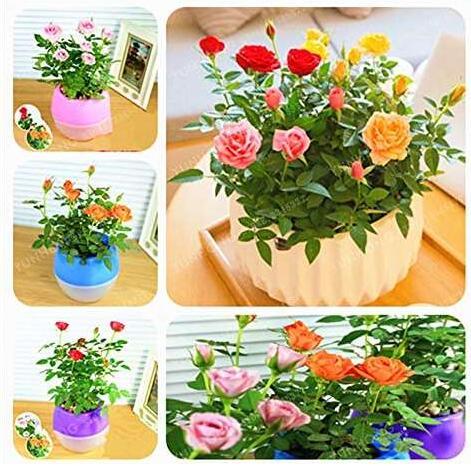 Mini Rose Bonsai Miniature Rose Bonsai A Little Cute Plants for Miniature Garden Plant Potted Gift Flower Plant 100 Pcs/Bag - (Color: Mix)