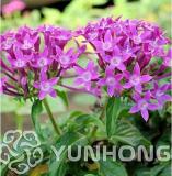 Rare Allamanda Violacea Bonsai 100PCS Multiple Varieties Bonsai Plants Bonsai for Home & Garden Flowers pots planters Beautiful - (Color: 8)