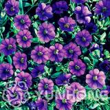 100PCS Mini Calibrchoa Million Bells Annual Flower Bonsai Seeds