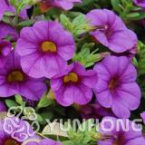 100PCS Mini Calibrchoa Million Bells Annual Flower Bonsai Seeds
