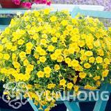 100PCS Mini Calibrchoa Million Bells Annual Flower Bonsai Seeds