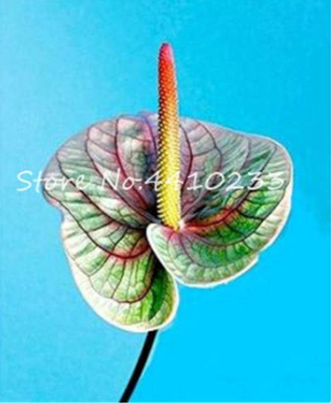 Hot 100 Pcs/Bag Anthurium Andraeanu Bonsai Plants Balcony Potted Anthurium Bonsai Two-Color Flower Plants for Home Garden - (Color: d)