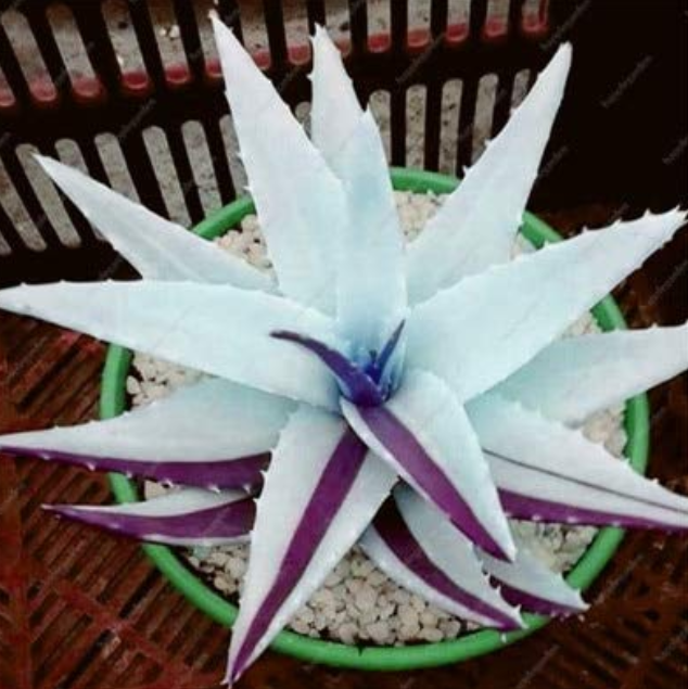 200 Pcs Rainbow Aloe Bonsai Mixed Excellent Succulent Plants Aloe Vera Plants Succulentas Rare Flower Plants Home Garden Bonsai