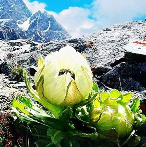 30PCS Fresh 100% Real Saussurea involucrata semillas - Flower Plant Sementes (Tian-shan-xue-lian)