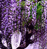 10pcs Wisteria Wisteria Vine saplings Bonsai Upscale Vegetable Garden Plants Flower bonsais - (Color: 3w)