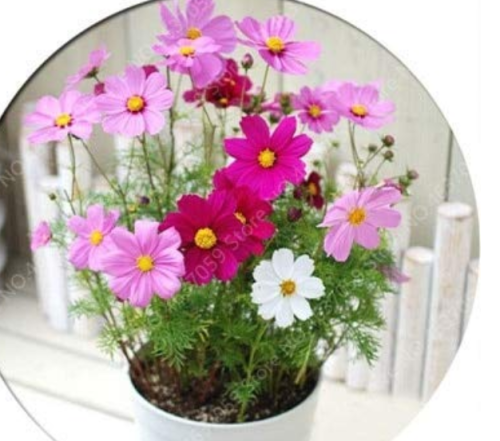 100pcs/ Bag Exotic Galsang Flower Multiple Color Perennial Rare Flore Plantas for Home & Garden Bonsai Potted Plant Easy Grow - (Color: 2)
