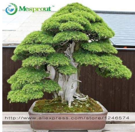 Bonsai 30 Pcs Japanese Red Cedar - Cryptomeria Japonica - Bonsai Tree Evergreen Bonsai Home Gardening, Bonsai