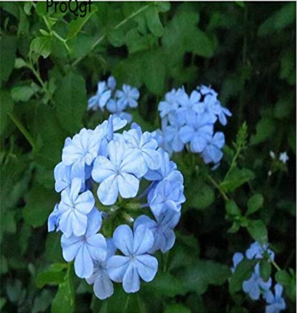 6000Pcs Plumbago auriculata - (Color: Seed)