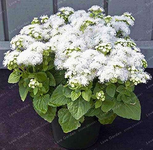 Ageratum Conyzoides Bonsai Rare Beautiful Flower Bonsai Home Garden Bonsai Flower Balcony Plant 100 Pcs Potted Plant