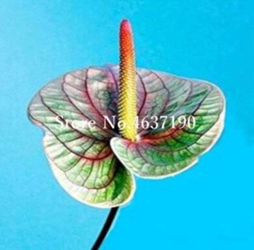 100 Pcs/Bag Rare Flower Plant Anthurium Bonsai Balcony Potted Plant Anthurium Flower Flores for DIY Home Garden Easy to Grow