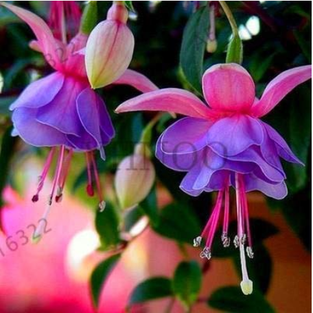 Fuchsia Lanterns/Flower/Flower Bonsai Indoor Balcony Living Room/Begonia Bell Pot Flower Plants 100 Piecess,#51C4AP - (Color: Mix)