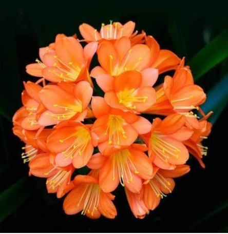 1PCS Medium Flower Real Bowl clivia pots Bonsai Garden Blooming Plants Happy Farm HMJ-16 - (Color: 2)
