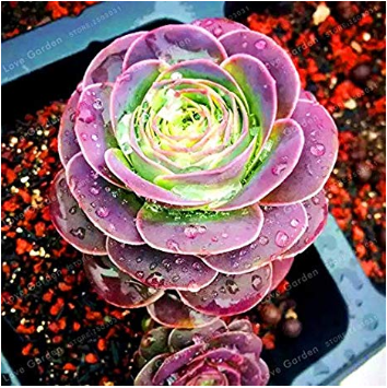 100 Pcs Greenovia The Mountain Rose Red Rose Garden Greenovia Flower Bonsai Succulent Plant Meaty Plant Flower Bonsai Potted Plant