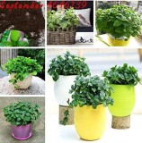 200pcs Cat Mint Aromaticpotted Plants Catnip Flores Heirloom Spearmint Herb plantas Aromatic Catnip Peppermint Bonsai Plant