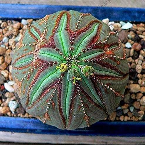 Euphorbia obesa Basketball Sea Urchin Bonsai,100 Pieces, Living Baseball Golf Ball Succulent Plant