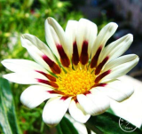 Gazania Bonsai Multicolor Mixed Plant Beautiful Gazania Flower Garden, 100pcs/Lot
