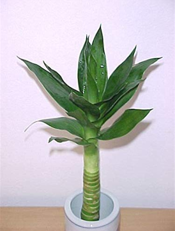 50pcs Lucky Bamboo Choose Potted Bonsai Variety Complete Dracaena Plant The Budding Rate 95% - (Color: Black)