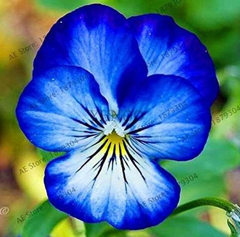 100 PCS Beautiful Pansy Plant Mix Color Wavy Viola Tricolor Flower Flores Bonsai Potted Home Garden