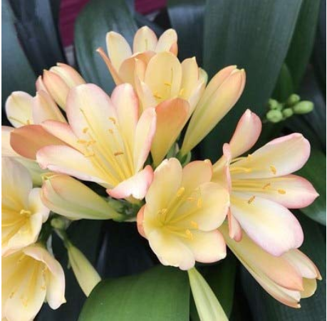 1PCS Medium Flower Real Bowl clivia pots Bonsai Garden Blooming Plants Happy Farm HMJ-16 - (Color: 13)