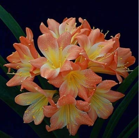  1PCS Medium Flower Real Bowl clivia pots Bonsai Garden Blooming Plants Happy Farm HMJ-16 - (Color: 12)