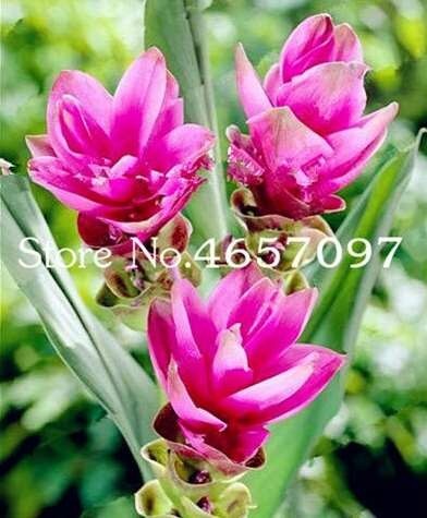 200 Pcs Colorful New Arrival Curcuma Bonsai Flower Plants Rarest Fresh Bonsai Plants Garden Decor Plants Easy Grow