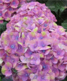 20pcs Champagne Hydrangea Bonsai Rare ice Cream Hydrangea Flowers plantas Perennial Flowering Potted Plants Garden Decoration - (Color: 3)
