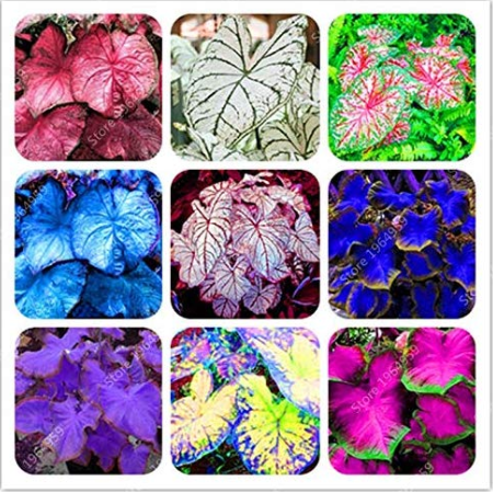 120 Pcs Multicolor Thailand Caladium Bonsai Perennial Flowers Garden Potted Seeds Elephant DIY Home Garden Beauty Bonsai Plant: Mixed
