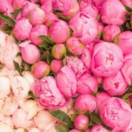 20pcs Rare Double Peony Seed Multicolor Perennial Peony Flowers Chinese Paeonia Suffruticosa Plants DIY Home Garden Decoration - (Color: 18)