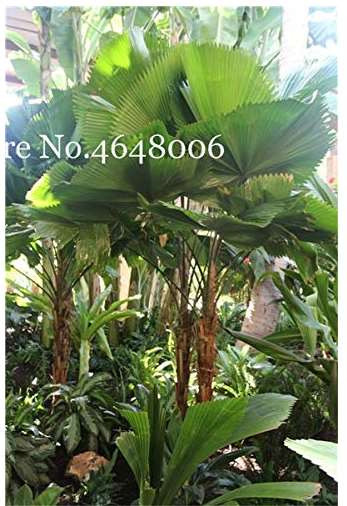 100 Pcs/Bag Purple Travelers Palm Flores Bonsai, Ravenala Madagascariensis Chinese Fan Palm Plant,Tall Evergreen Tree DIY Garden