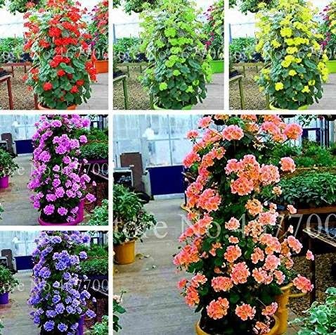 50 Pcs Climbing Geranium Rare Bonsai Flower Perennial Plant Pelargonium Peltatum Indoor Room for Home & Garden - (Color: Mixed)