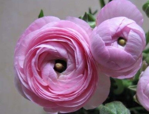  100 pcs Rouge Ranunculus Flower Seeds, Indoor Bonsai Plant, Home DIY Persian Buttercup Potted Plant