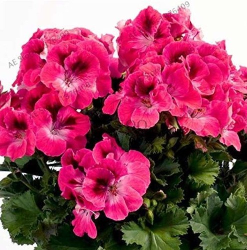  105 PCS/Bag 17 Colors Univalve Geranium Garden Perennial Flower Flores Pelargonium Peltatum plantas Bonsai Plant