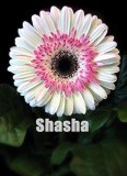 200 Pcs Lowest Price! Gerbera Daisy Hybrids Mix Flower Plantas Bonsai Plants Easy to Grow for Home & Garden Easy to Grow - (Color: 24)