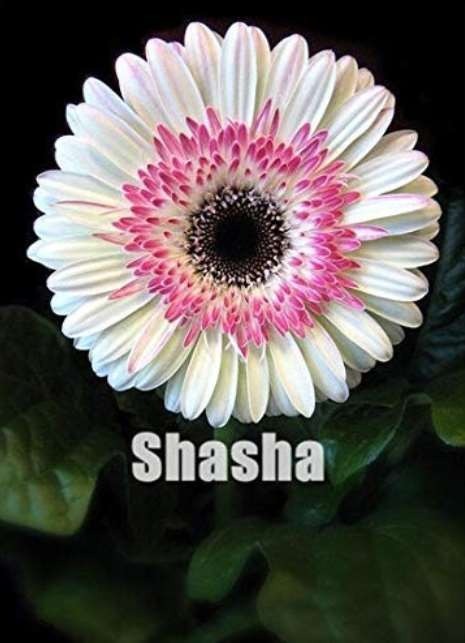 200 Pcs Lowest Price! Gerbera Daisy Hybrids Mix Flower Plantas Bonsai Plants Easy to Grow for Home & Garden Easy to Grow - (Color: 24)