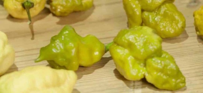 50 seeds Pepper X seeds Seeds