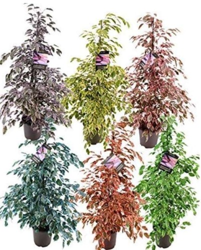  50 Pcs Chinese Ficus Benjamina Bonsai Tree Plants Flowers Potted Bonsai Variety Complete DIY Home Garden Plants Easy Grow