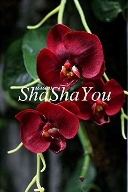 Phalaenopsis Giant Orchid Flower Big Flowers Seeds for Rooms Indoor Orchid Alive pots for Orchids for Garden Plants-100 pcs for Sale