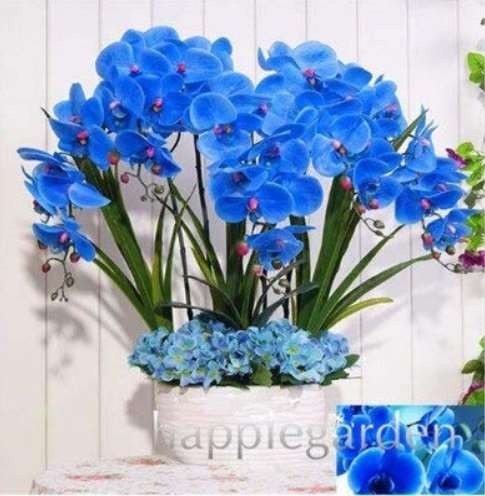 100pcs Phalaenopsis Orchid, Phalaenopsis Plants, Bonsai hydroponic Flower Bonsai for Four Seasons, Rare Orchid Flower Easy to Grow