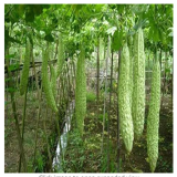 Taiwan 's Long Green Balsam pear Bitter Melon Bonsai Four Seasons Sowing Garden Veranda Vegetable Bonsai 10pcs - (Color: 2)