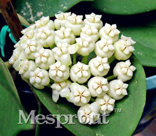 Flower Bonsai Hoya Kerrii Bonsai (December Orchid) Family Bonsai Garden Supplies 100PCS / Bag - (Color: Purple)