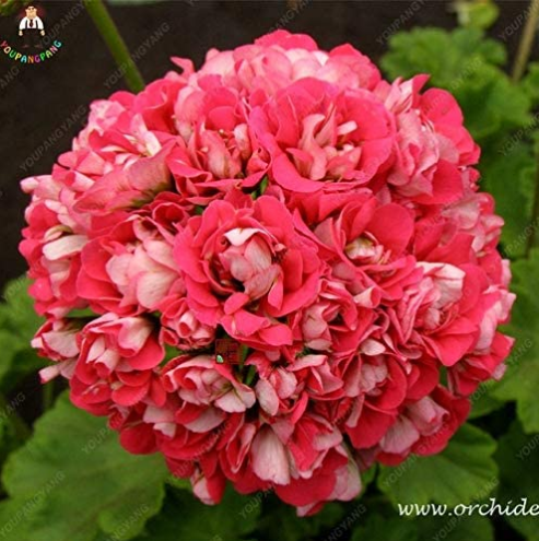 50pcs Giant Red Big Blooms Geranium Flowers Rare Plant Heirloom Garden Ornamental Flowers