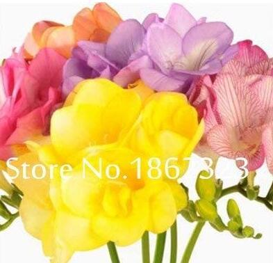 200 Pcs Freesia Bonsai Garden Freesia Bulbs Flower Bonsai Flower Flowers Orchid Freesia Rhizome Bulbous Flowers